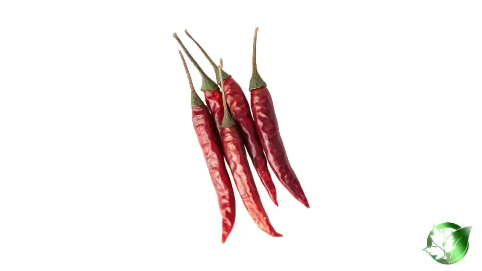 Bulk Dried Red Chili Peppers | Suppliers | Wholesale | ParsaFood Global